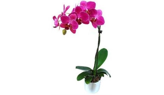 Seramik vazoda tek pembe orkide